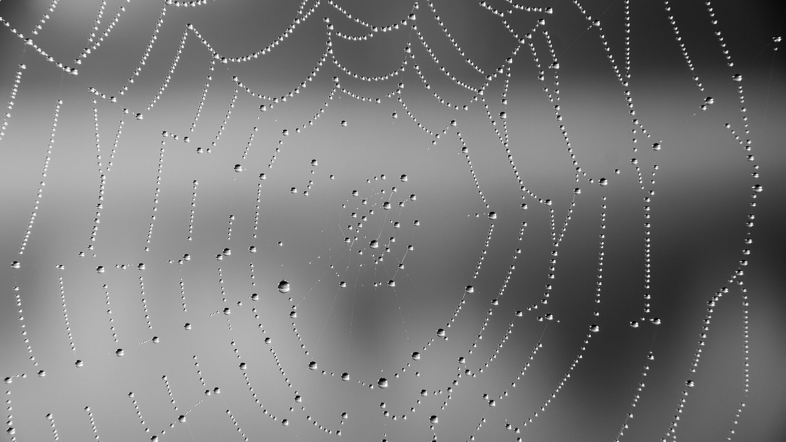 Spider web covered in morning dew — a fitting metaphor for a web crawler quietly collecting data